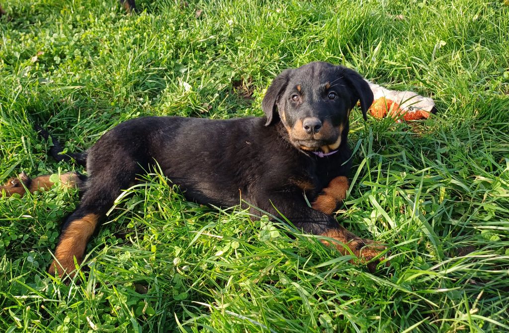 Des Bergers Du Mont Hardy - Chiot disponible  - Berger de Beauce