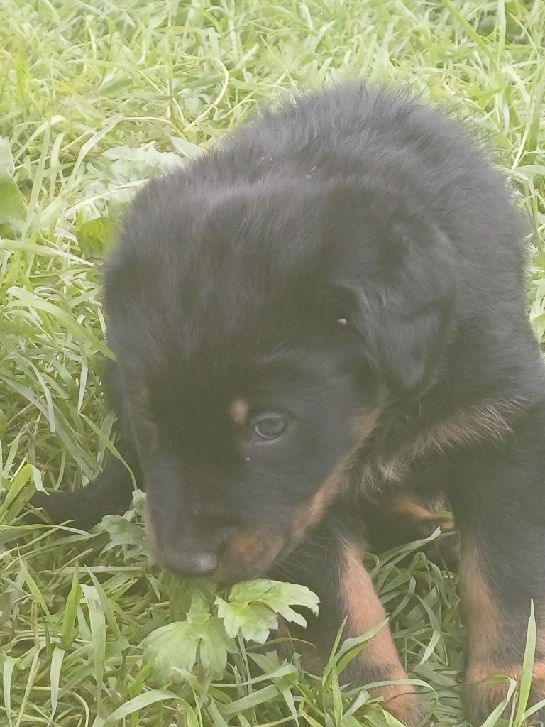 Des Bergers Du Mont Hardy - Chiot disponible  - Berger de Beauce