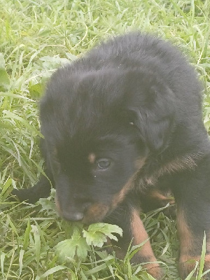 CHIOT collier rouge