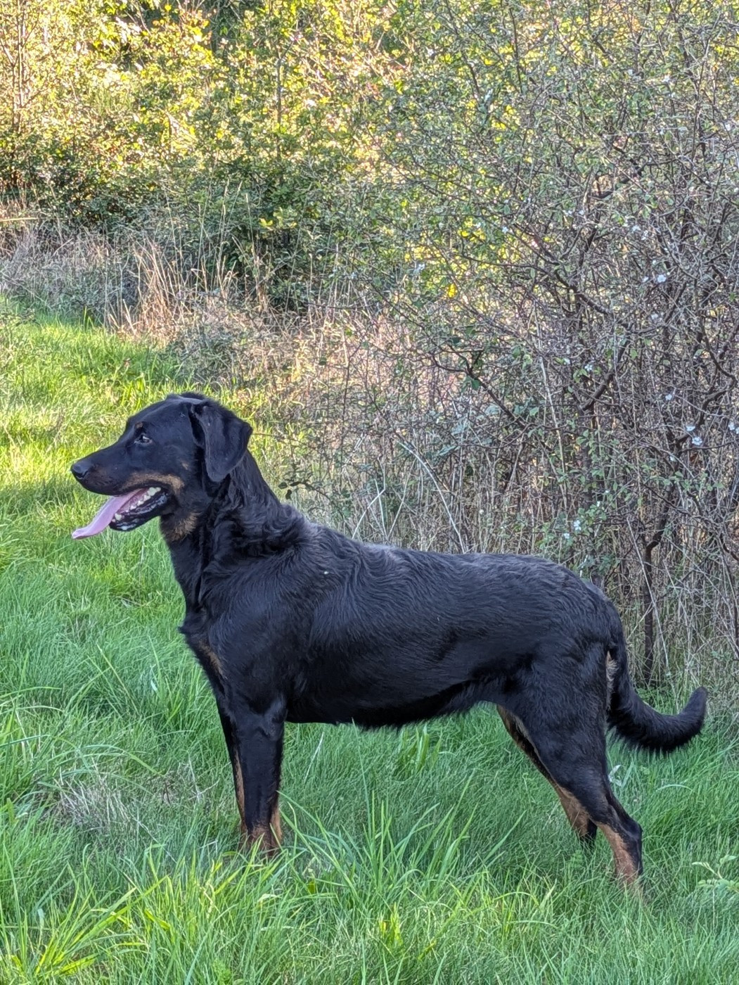 Trésor Des Bergers Du Mont Hardy