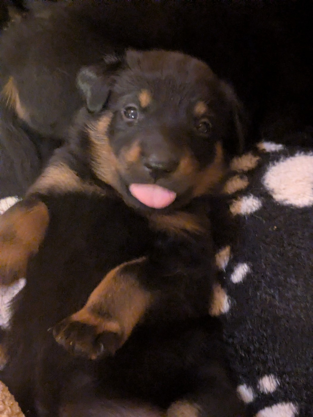 Des Bergers Du Mont Hardy - Réservations