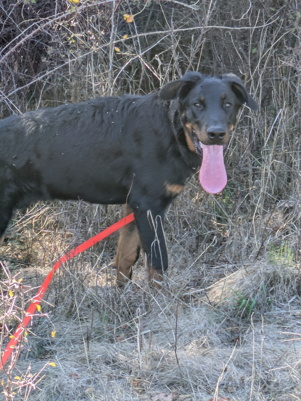 Le beauceron une race qui se mérite !