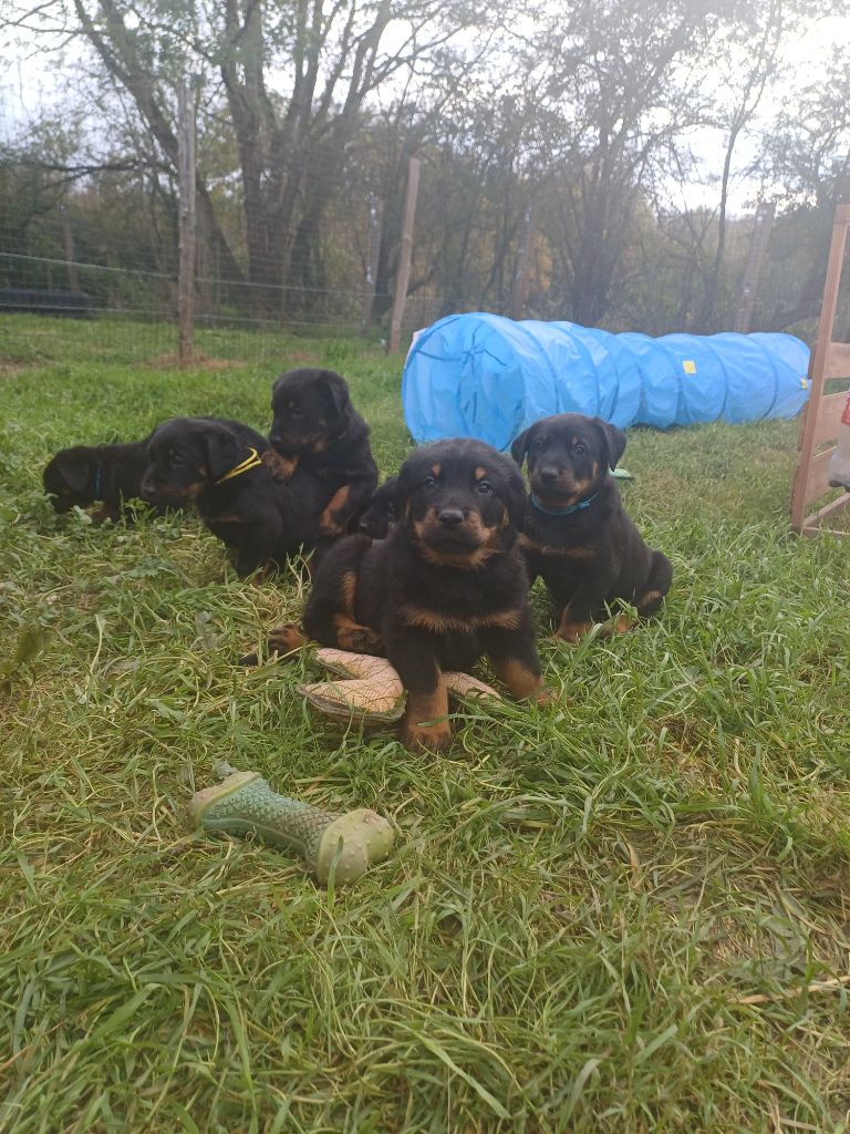 Les chiots nés le 4 octobre