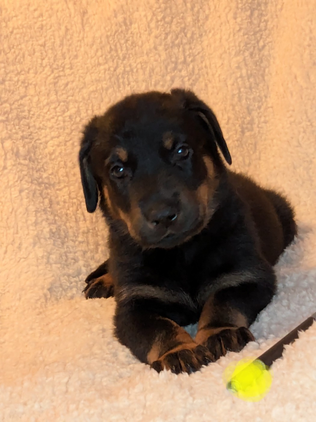 Des Bergers Du Mont Hardy - Chiots disponibles - Berger de Beauce