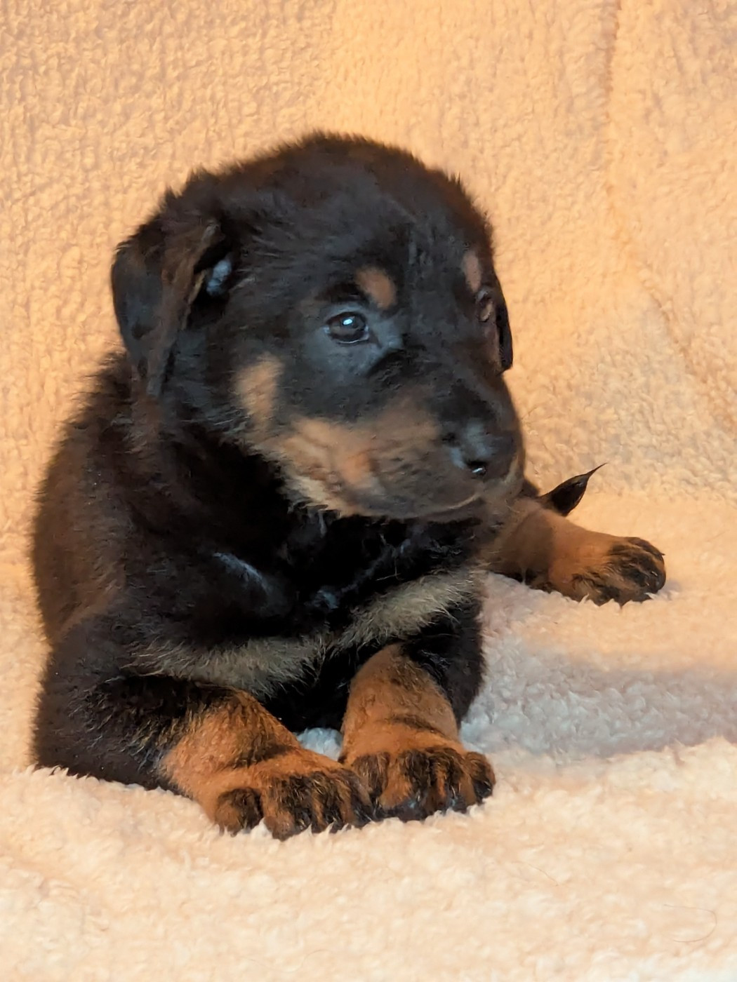 Des Bergers Du Mont Hardy - Chiots disponibles - Berger de Beauce