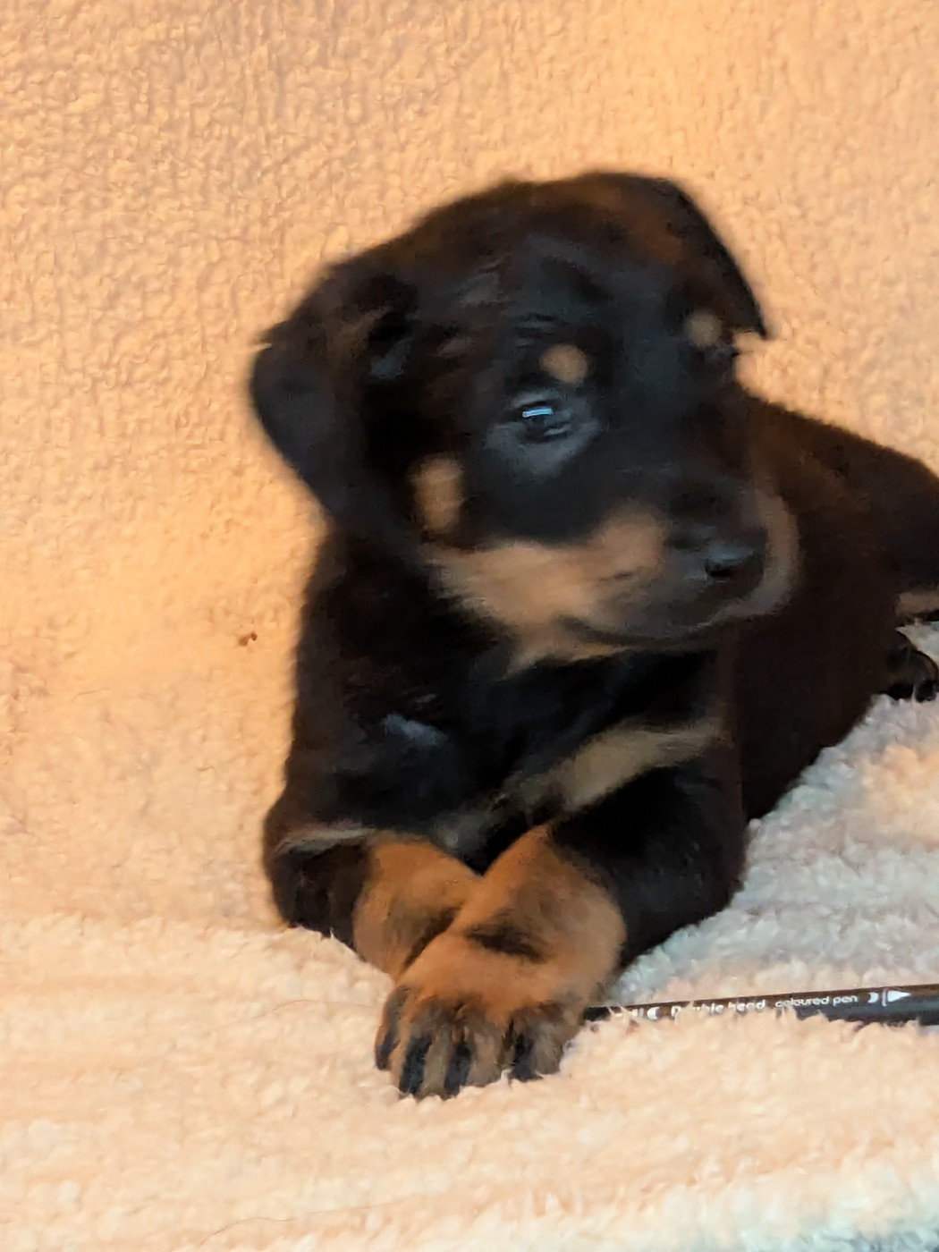 Des Bergers Du Mont Hardy - Chiots disponibles - Berger de Beauce