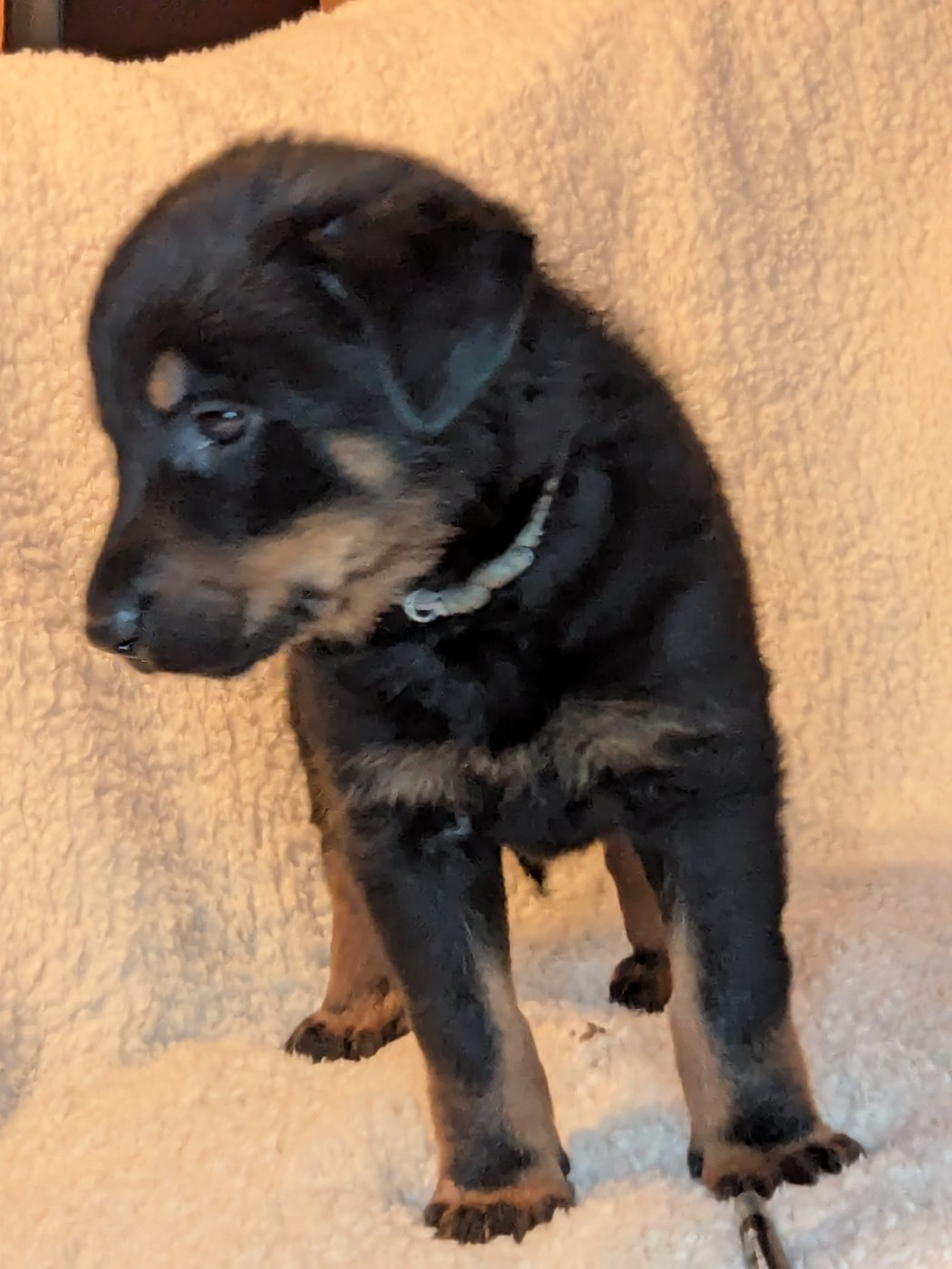 Des Bergers Du Mont Hardy - Chiots disponibles - Berger de Beauce