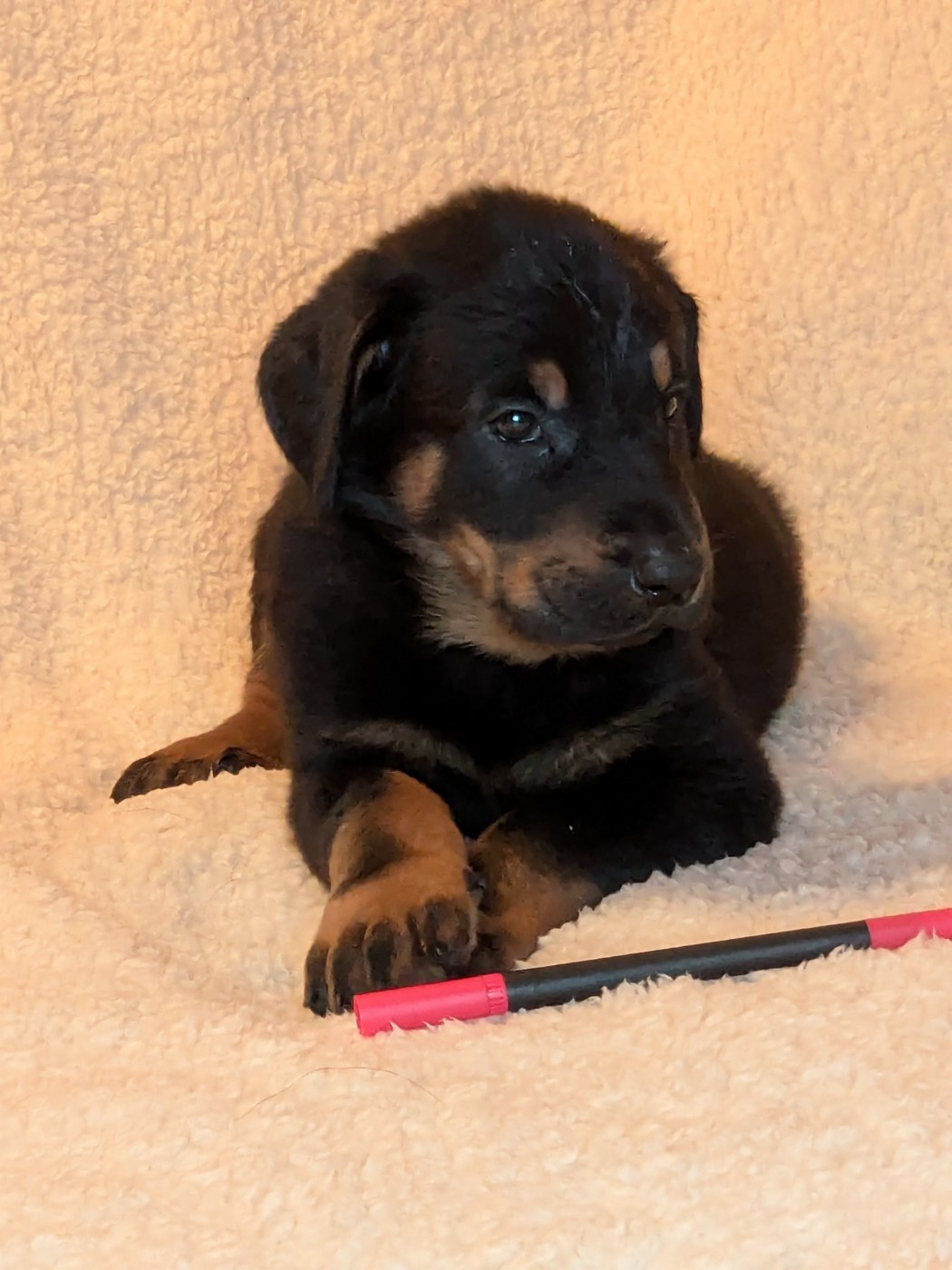 Des Bergers Du Mont Hardy - Chiots disponibles - Berger de Beauce