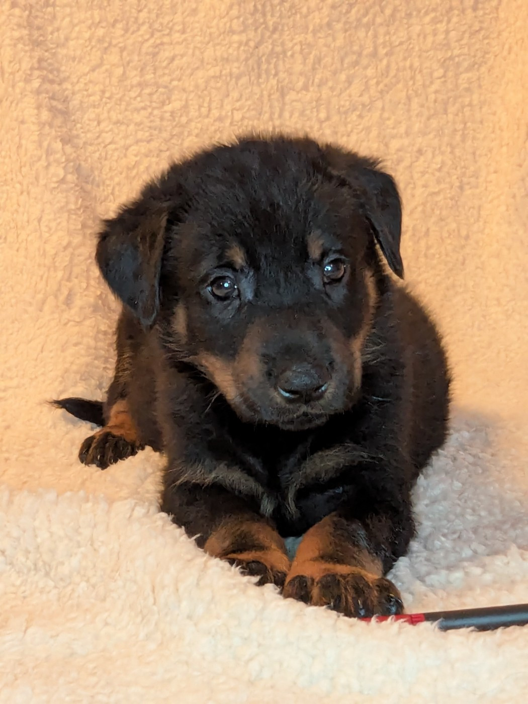 Des Bergers Du Mont Hardy - Chiots disponibles - Berger de Beauce