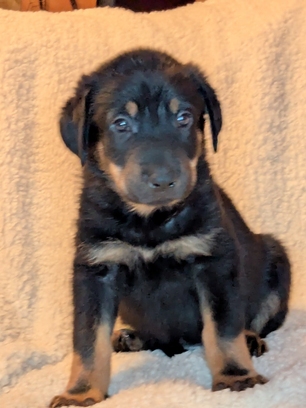 Des Bergers Du Mont Hardy - Chiots disponibles - Berger de Beauce