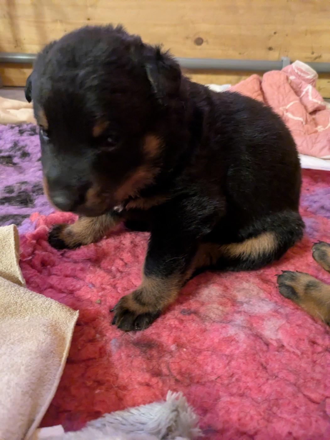 Des Bergers Du Mont Hardy - Chiots disponibles - Berger de Beauce