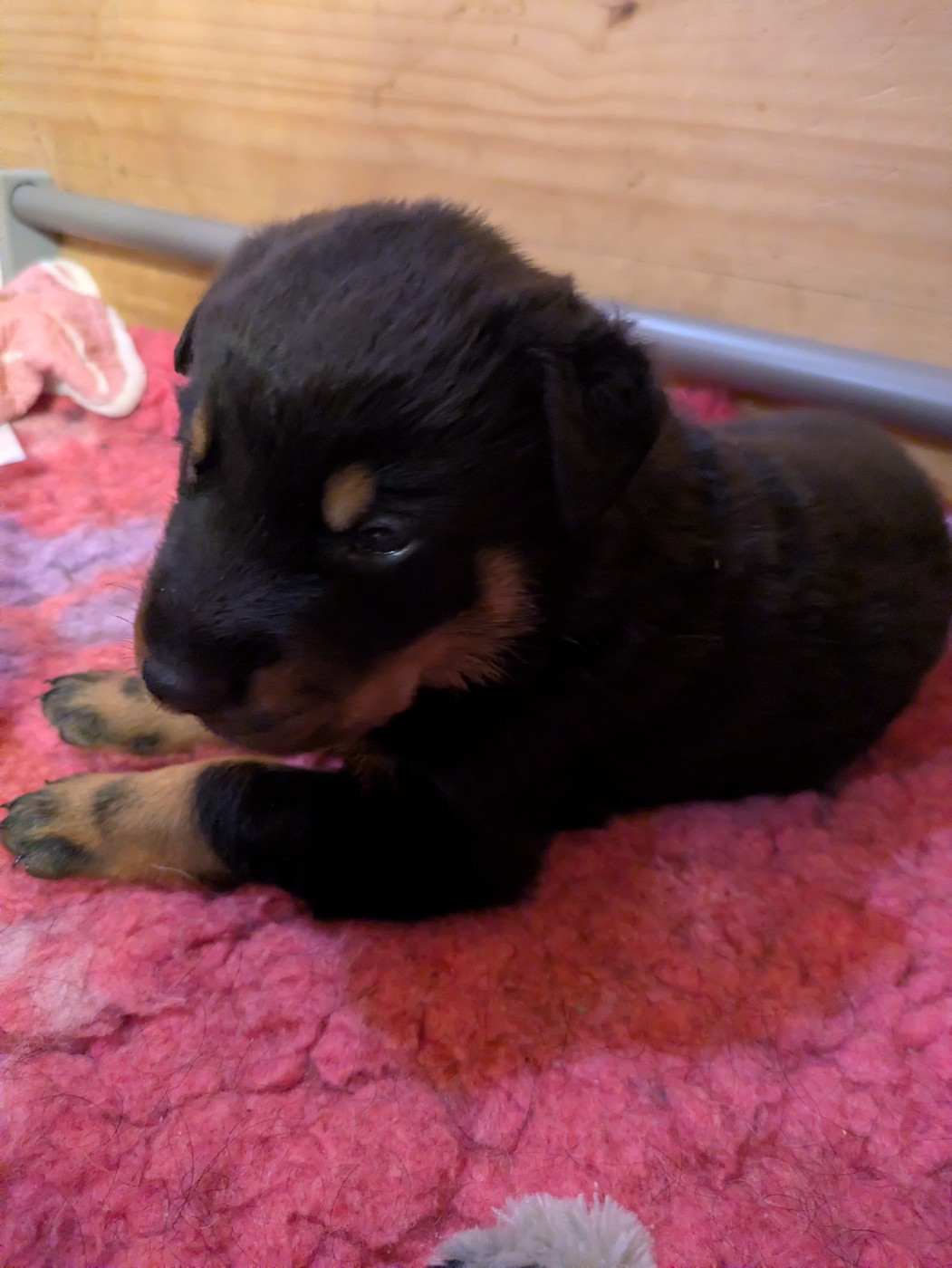 Des Bergers Du Mont Hardy - Chiots disponibles - Berger de Beauce