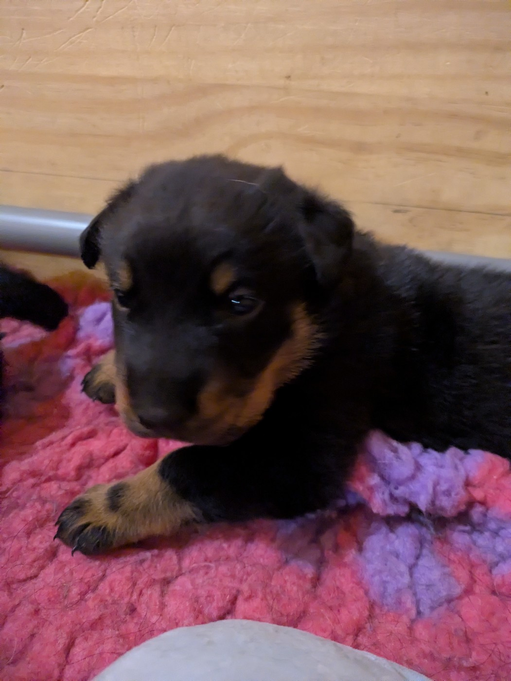 Des Bergers Du Mont Hardy - Chiots disponibles - Berger de Beauce