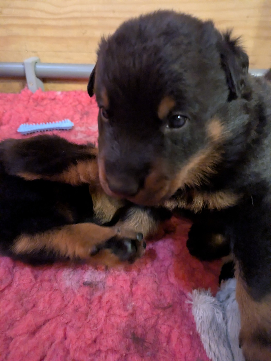 Des Bergers Du Mont Hardy - Chiots disponibles - Berger de Beauce