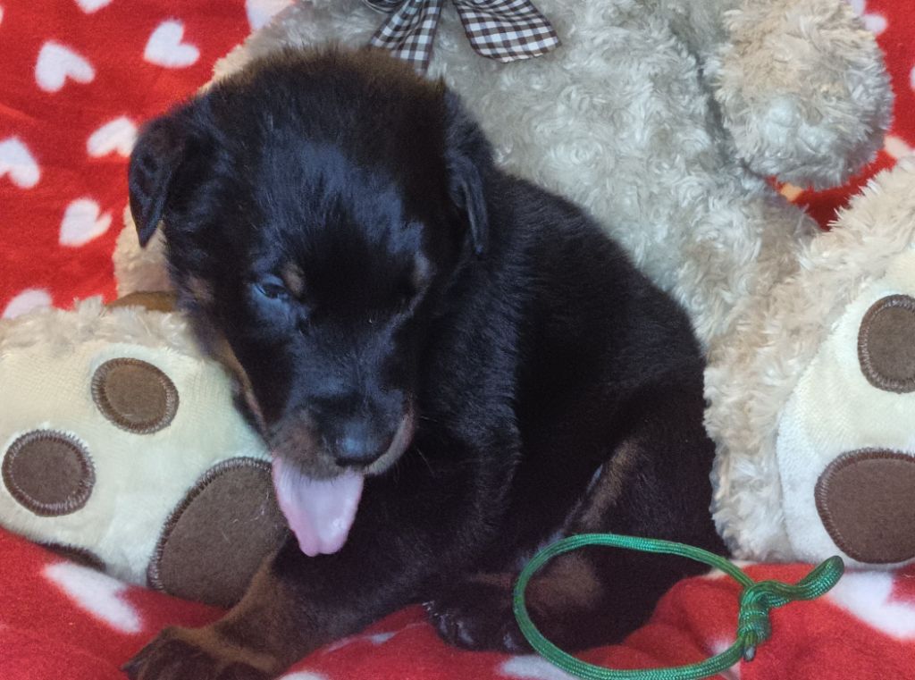 Des Bergers Du Mont Hardy - Berger de Beauce - Portée née le 27/11/2023