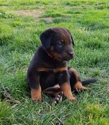 CHIOT 2