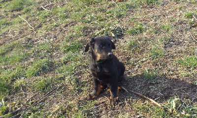 Teddy